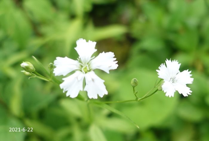 Natural　Garden　私の庭　　6/22