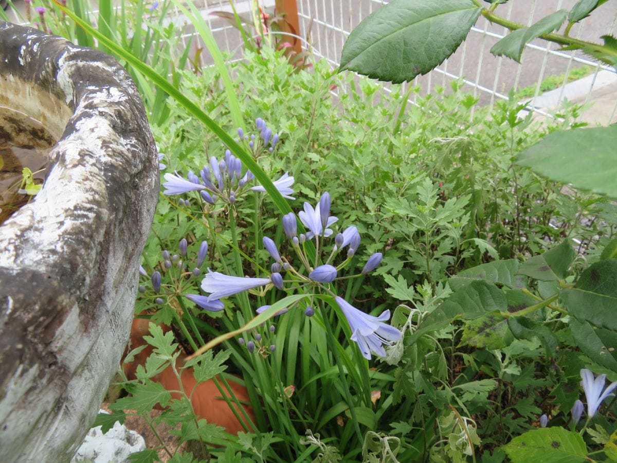 アガパンサスが開花しました。