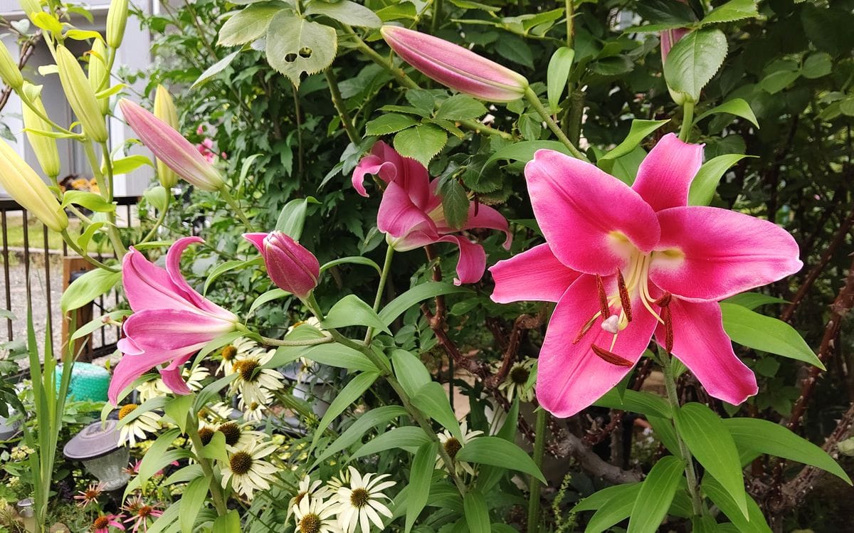 オリエンタルリリーと薔薇の2番花