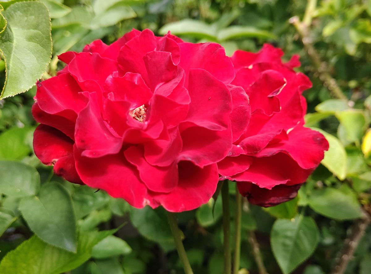 オリエンタルリリーと薔薇の2番花