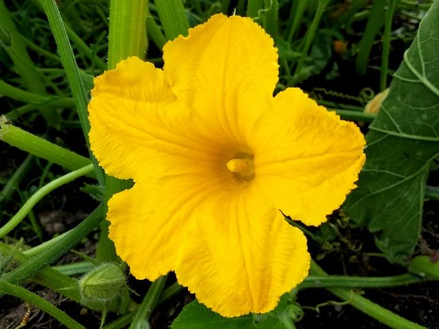 野菜の黄色い花