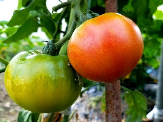 今朝の夏野菜