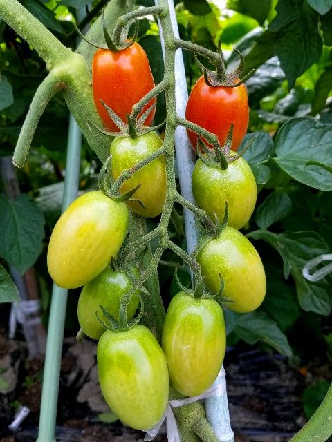 今朝の夏野菜