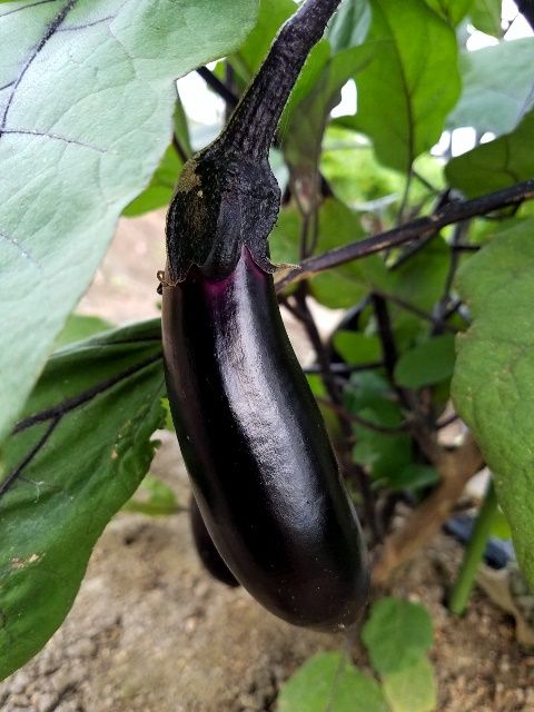 今朝の夏野菜