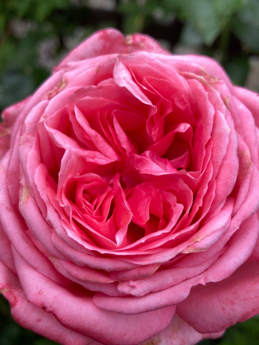 La Rose de Molinard