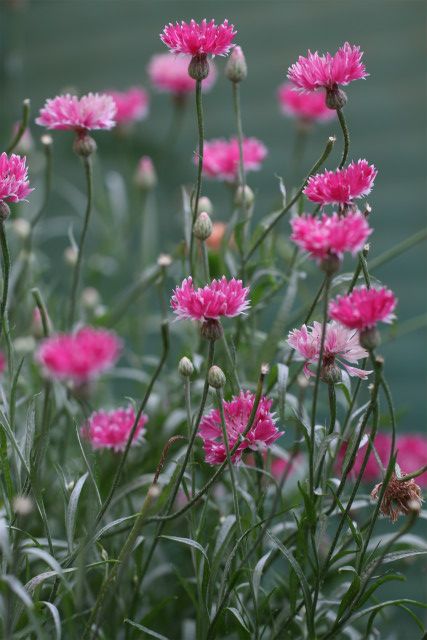 咲いてるよ🌺