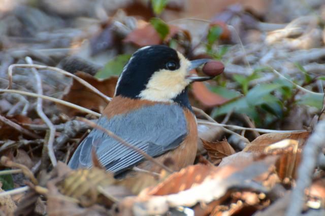 お散歩カメラ　鳥たちのディナー