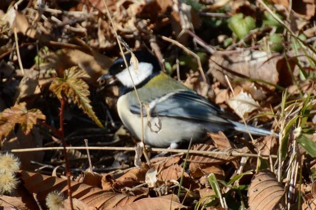 お散歩カメラ　鳥たちのディナー