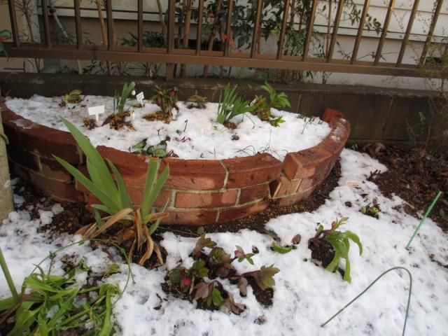 今日のクリロー花壇