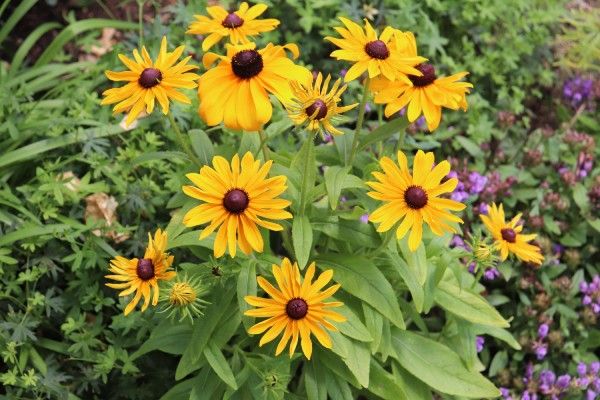 バス道沿いの花壇