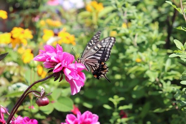 バス道沿いの花壇