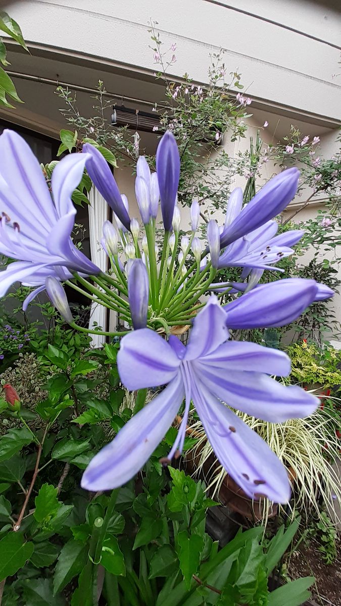ふくおかルーバルガーデン5～梅雨時💧🌿🍀の庭たより…アガパンサスの青い花🔷と悲しい知らせ☆