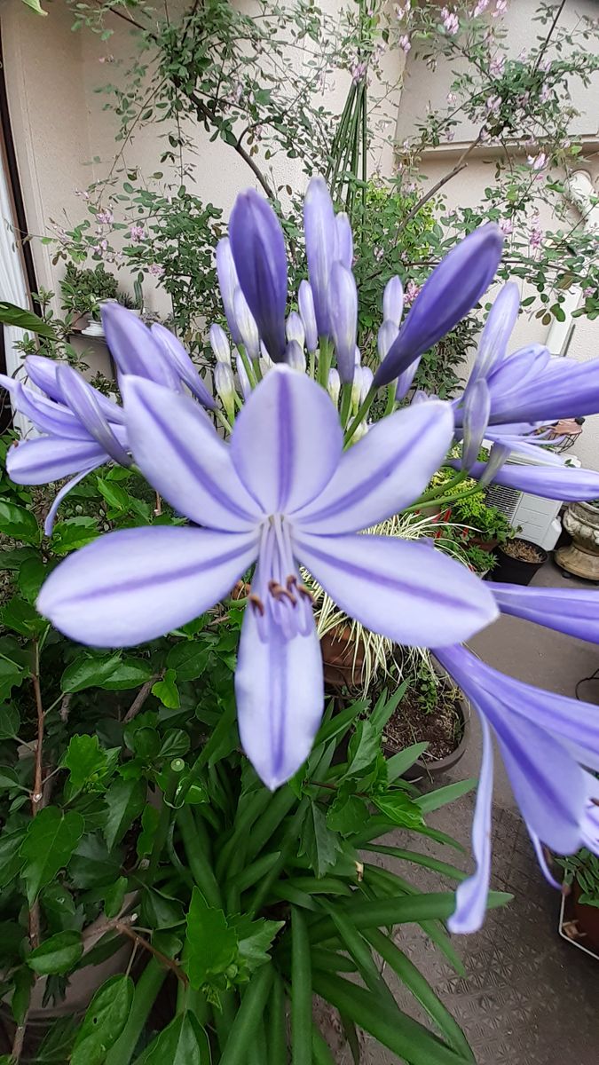 ふくおかルーバルガーデン5～梅雨時💧🌿🍀の庭たより…アガパンサスの青い花🔷と悲しい知らせ☆