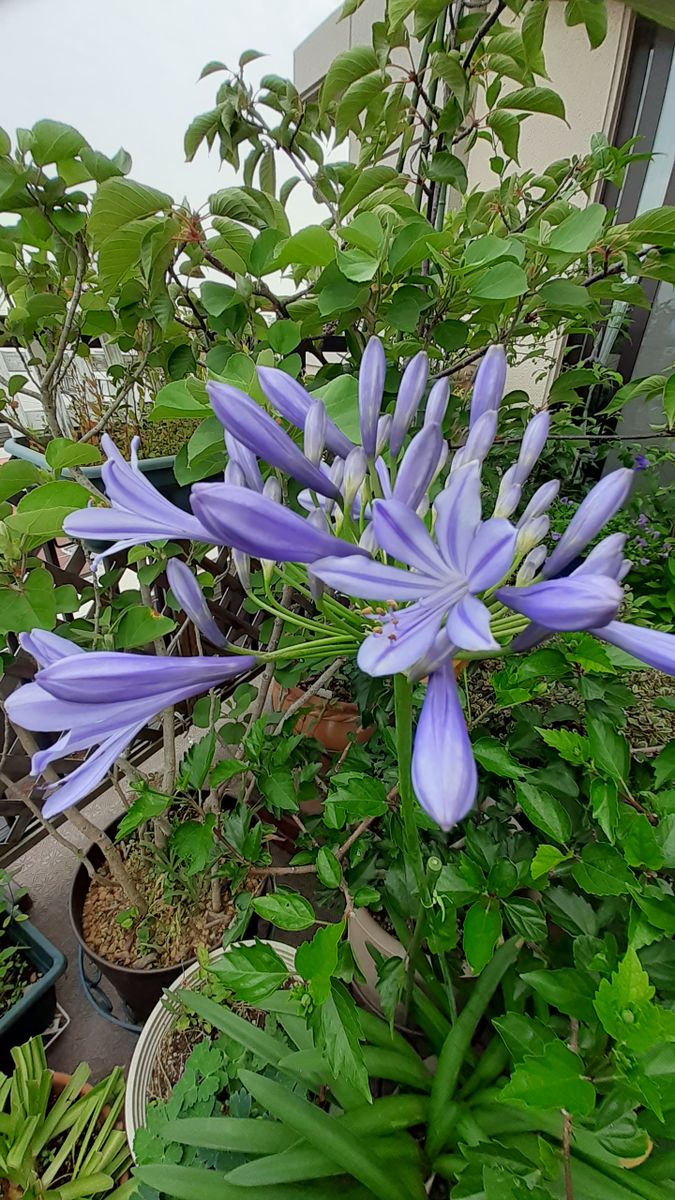 ふくおかルーバルガーデン5～梅雨時💧🌿🍀の庭たより…アガパンサスの青い花🔷と悲しい知らせ☆