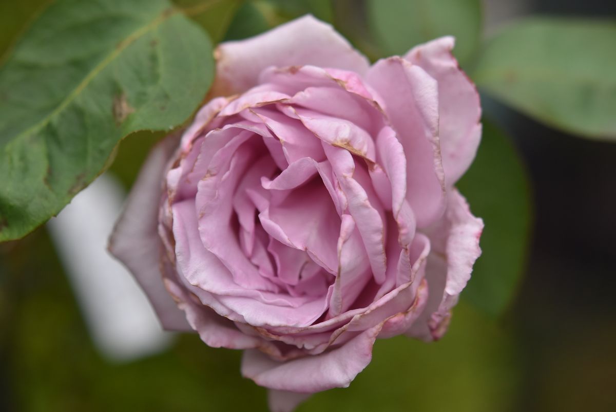 団十郎の定植と薔薇