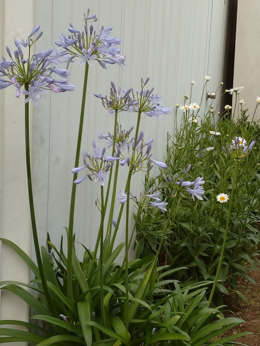 我が家の花と果実