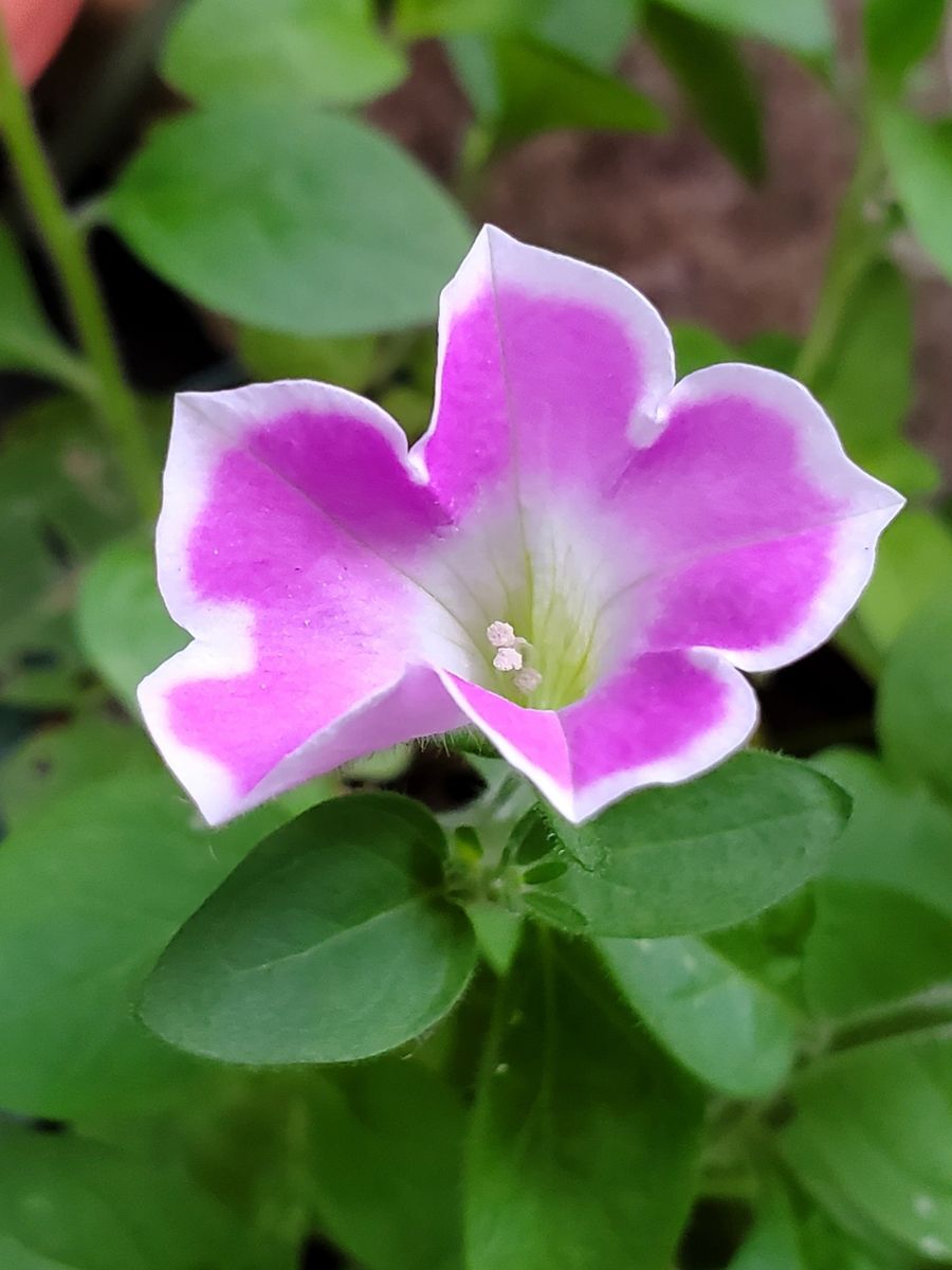 いただいたピンクのお花