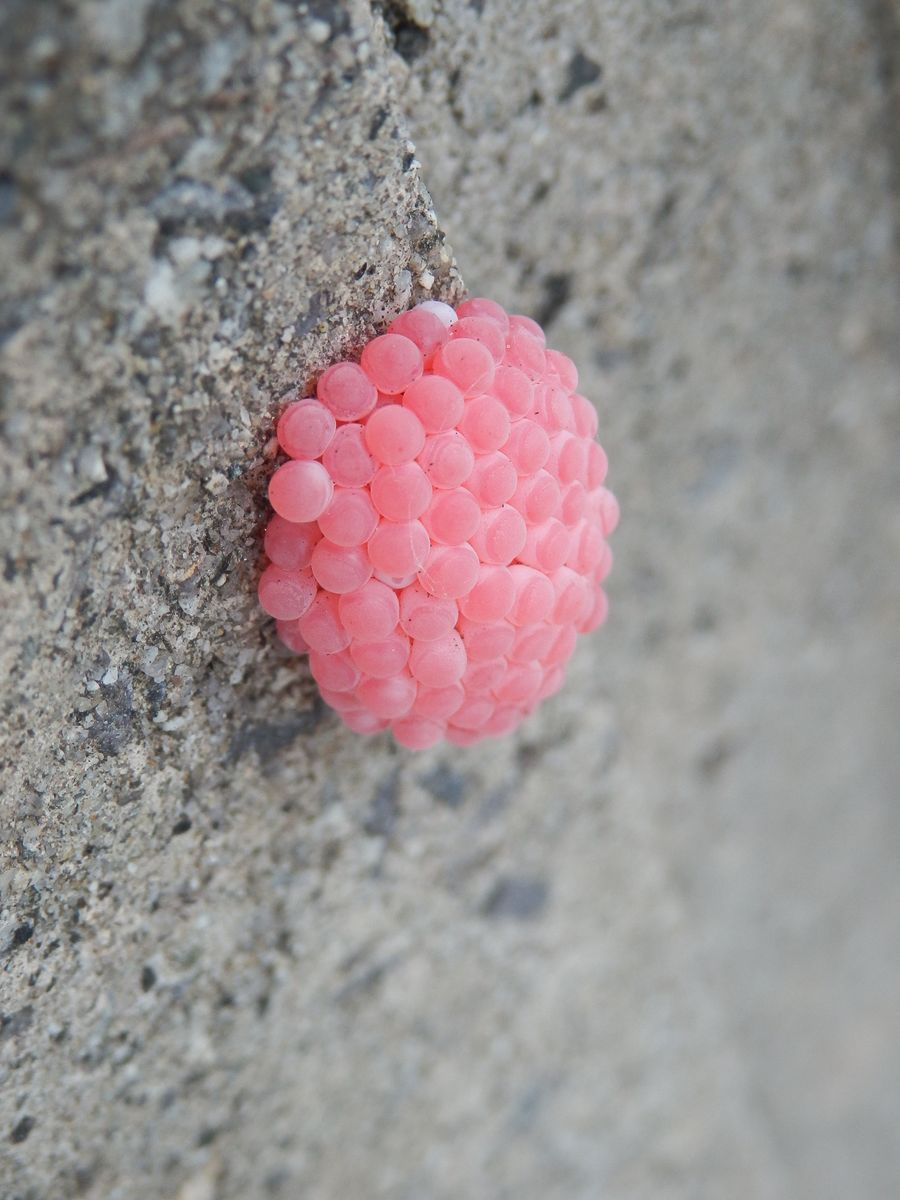 閲覧注意(害虫の卵の写真あり)