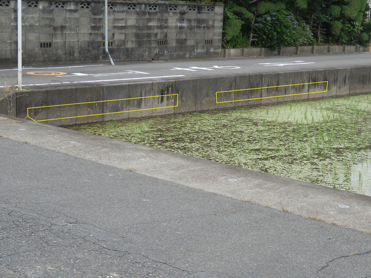 閲覧注意(害虫の卵の写真あり)