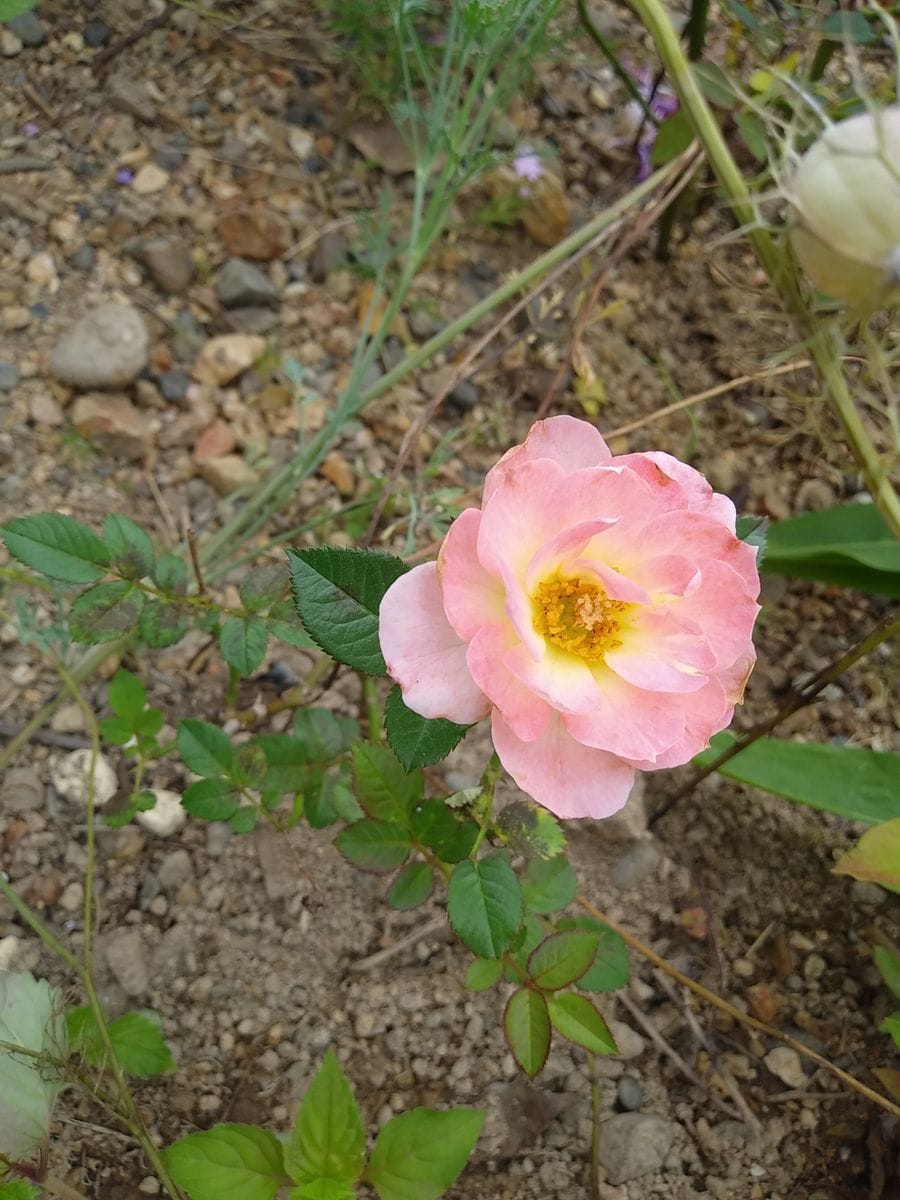 花壇のミニ薔薇🌹