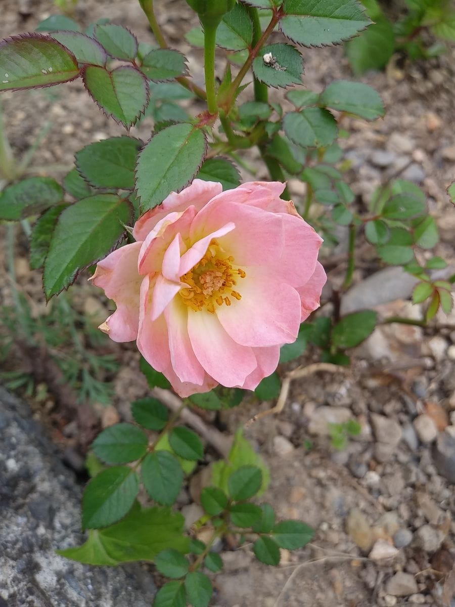 花壇のミニ薔薇🌹