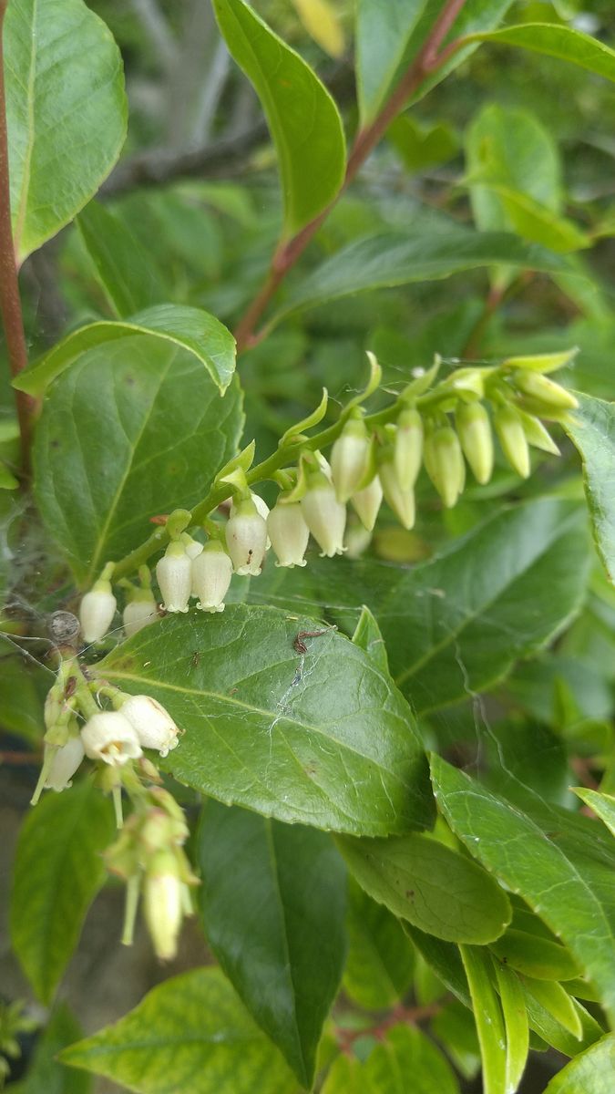 ツツジ科の植物３種です。こちらは?