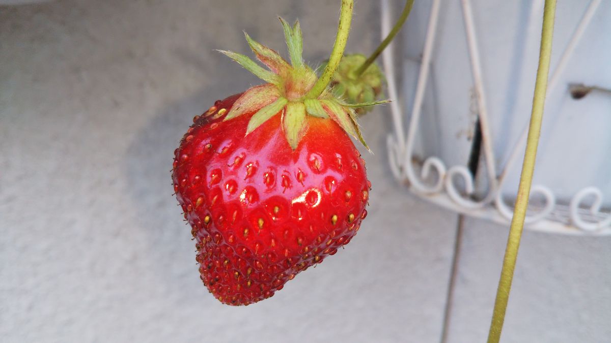 🐷 お花と一緒🐷イチゴ🍓