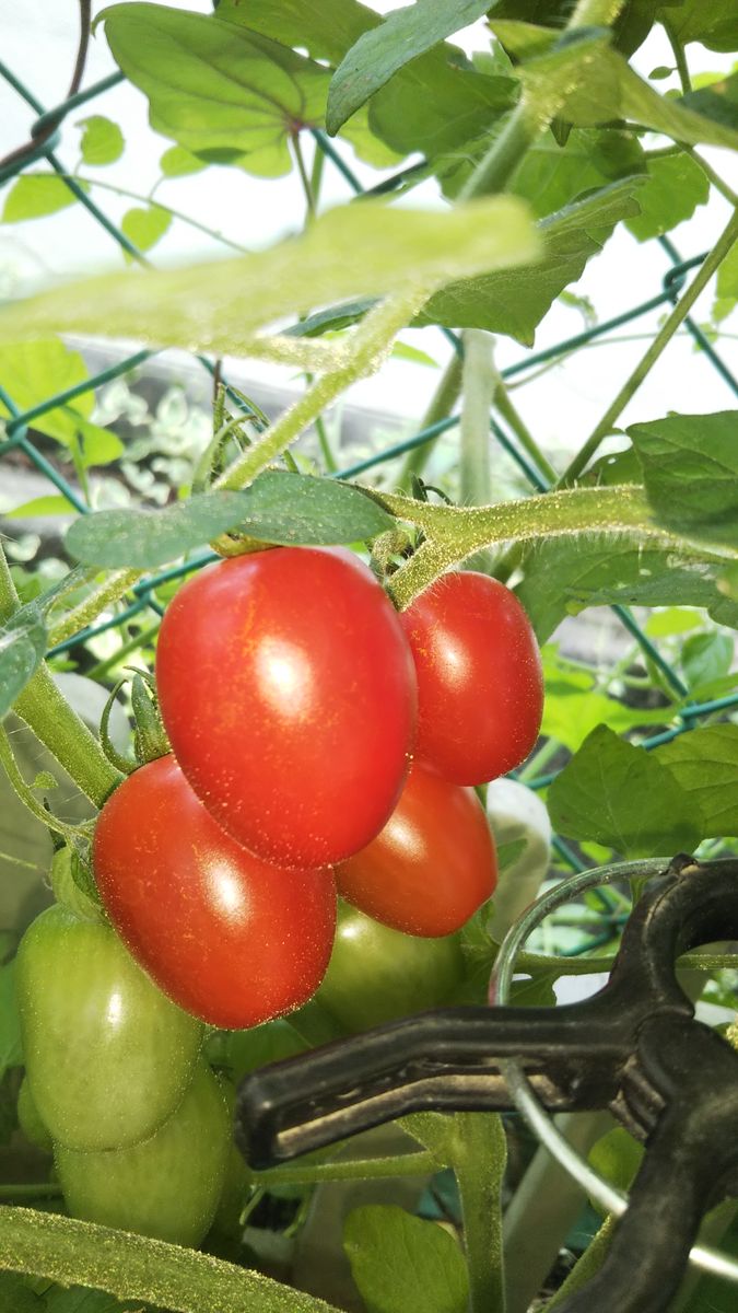 🐷 お花と一緒🐷🍅 ゴーヤ🌿