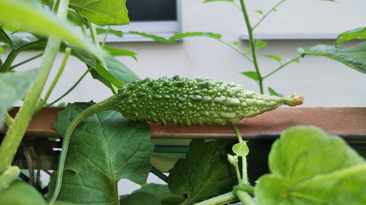 🐷 お花と一緒🐷🍅 ゴーヤ🌿