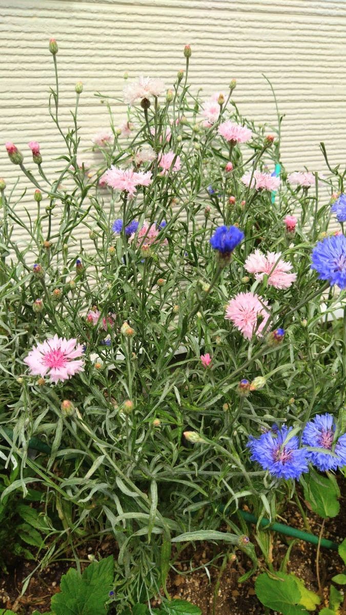 矢車草が満開　ドイツの国花