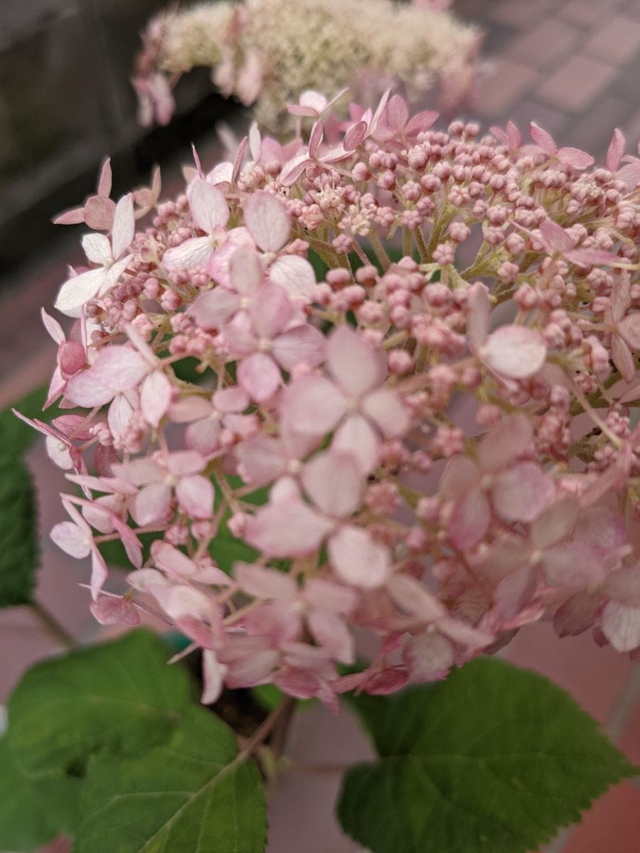 紫陽花にハマってしまった😍