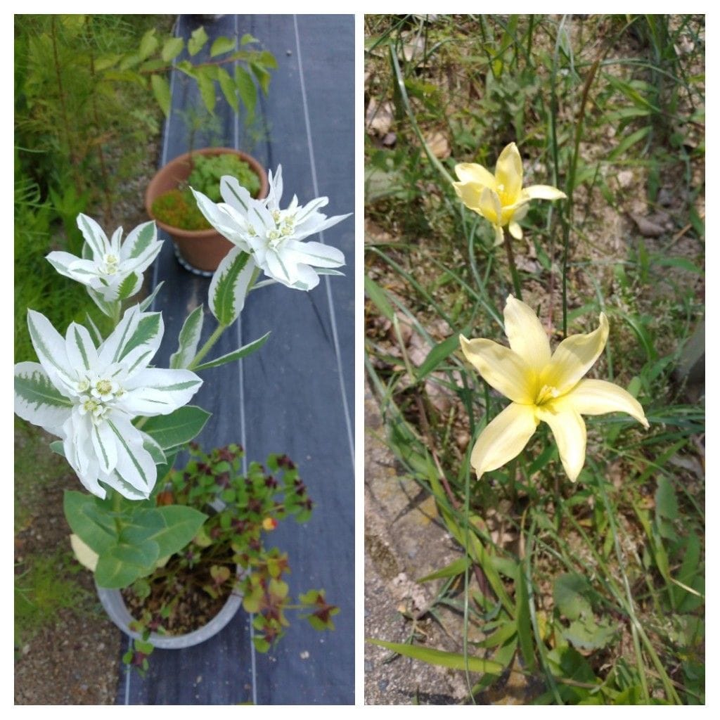 散歩道で見かけた花！