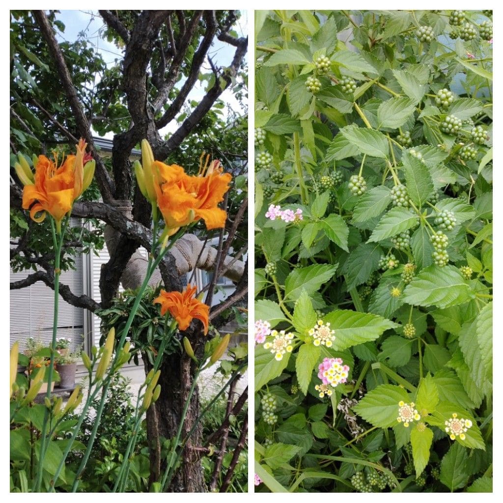 散歩道で見かけた花！