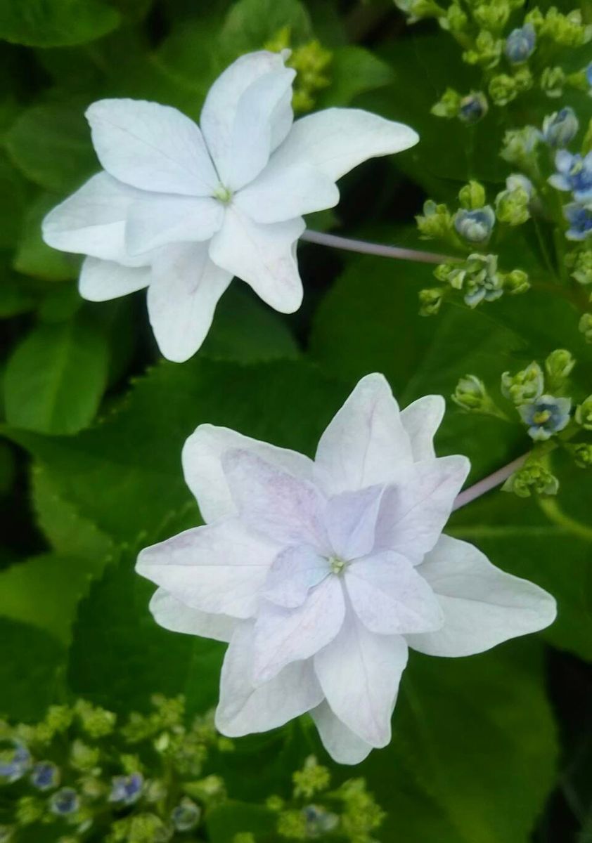 『アジサイ💠『墨田の花火』〜N11〜