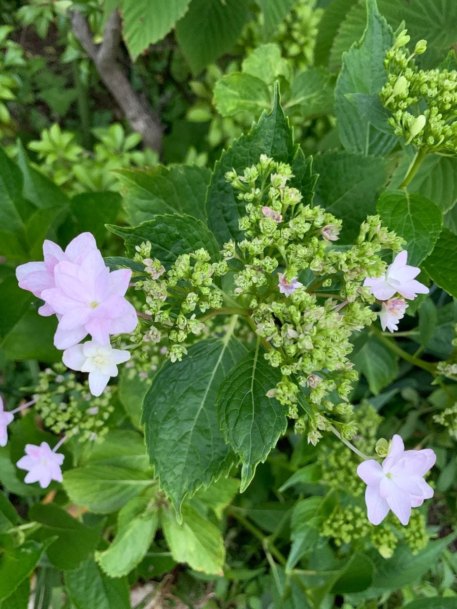 『アジサイ💠『墨田の花火』〜N11〜