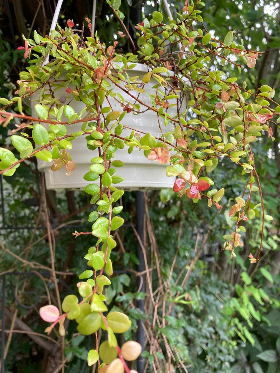 植え付け三昧