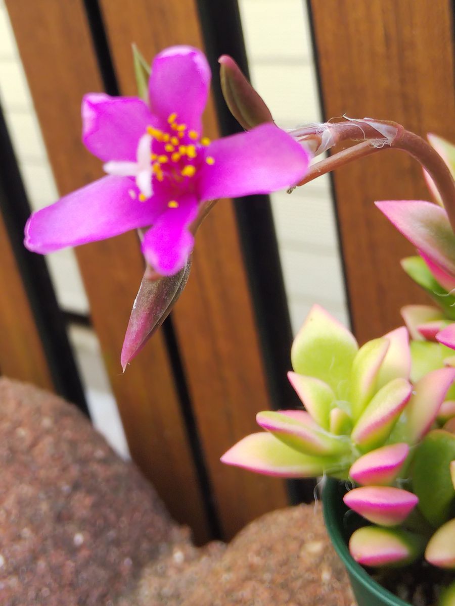 6月23日   桜吹雪咲く🌸  ٩(❛ᴗ❛)۶