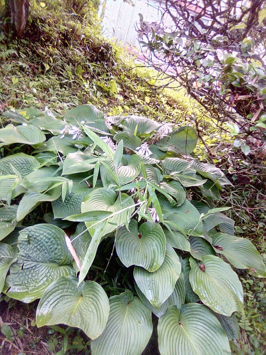 今日の庭:白色特集(笑)