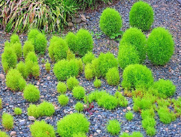 散歩道の花