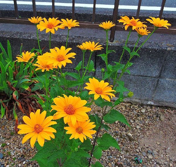 散歩道の花