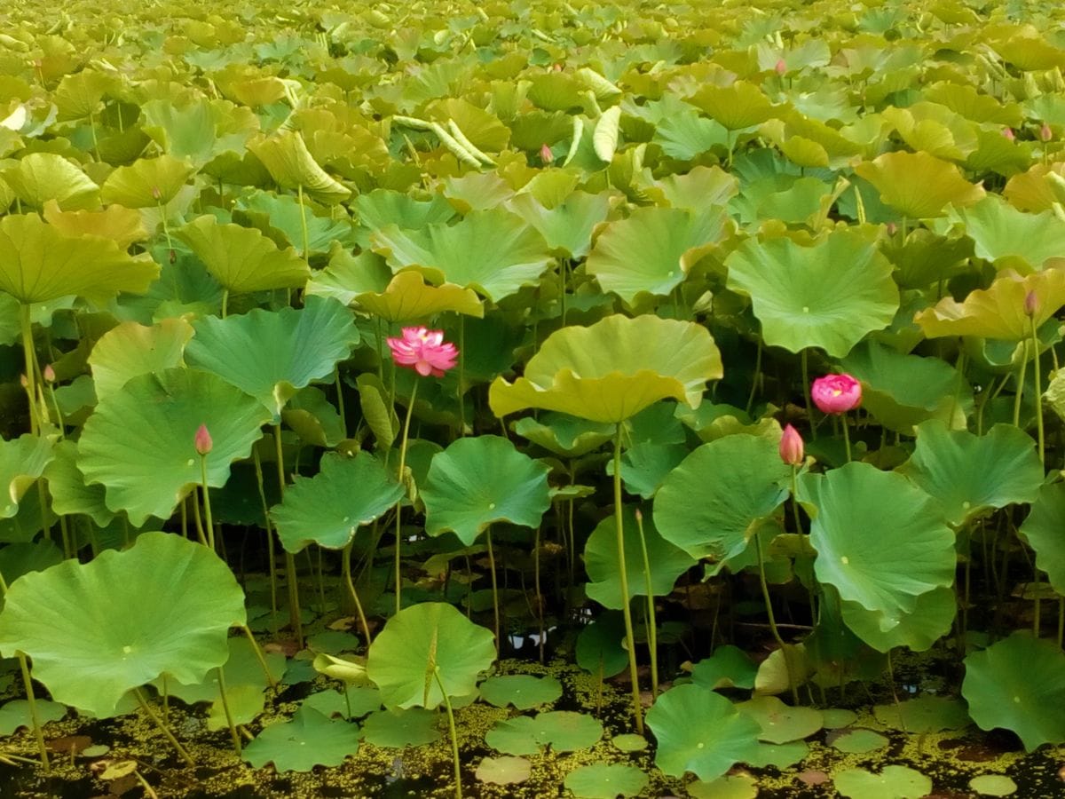 地元の蓮池の『蓮』が開花し始めました🎊