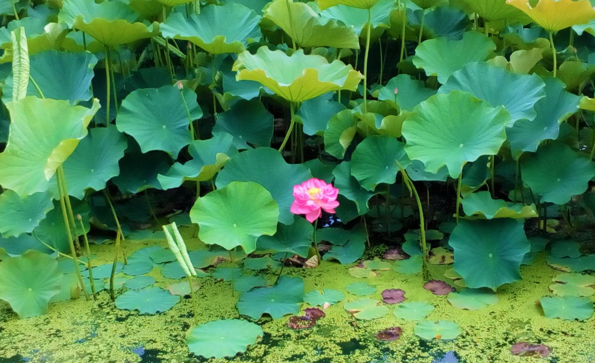 地元の蓮池の『蓮』が開花し始めました🎊