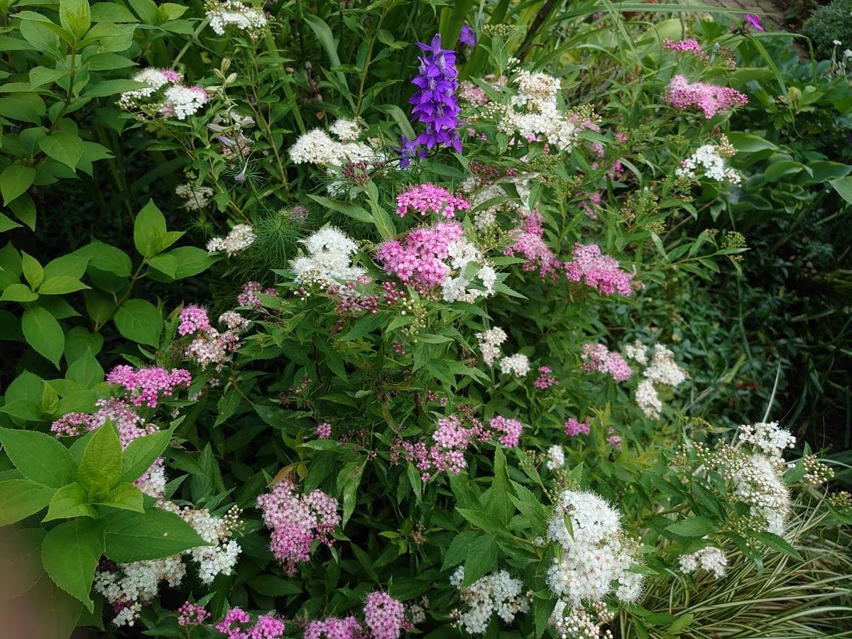 害虫 ※虫の写真があります