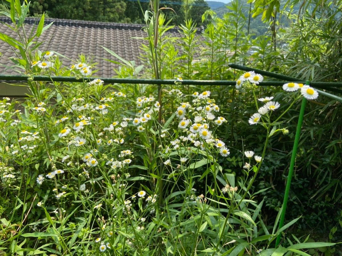 紫陽花の鉢の除草２－１