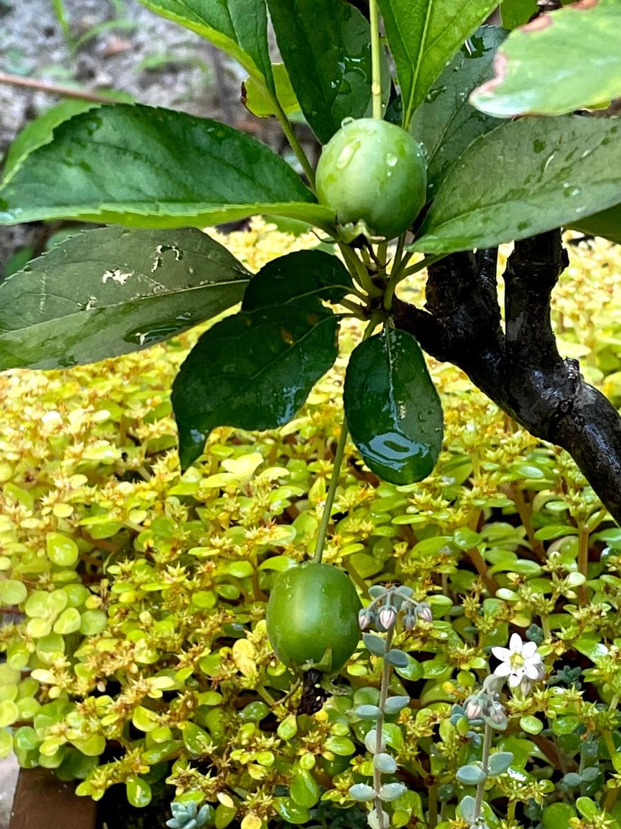 ヒメリンゴの実とセダムの花