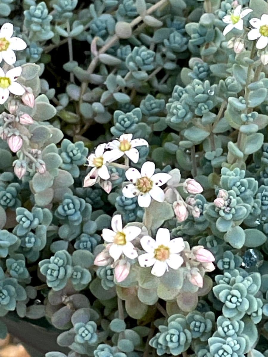 ヒメリンゴの実とセダムの花