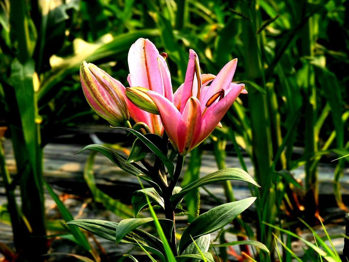 何の花？(´・ω・`)?