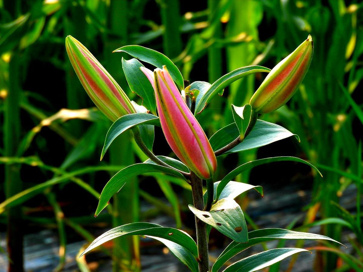 何の花？(´・ω・`)?