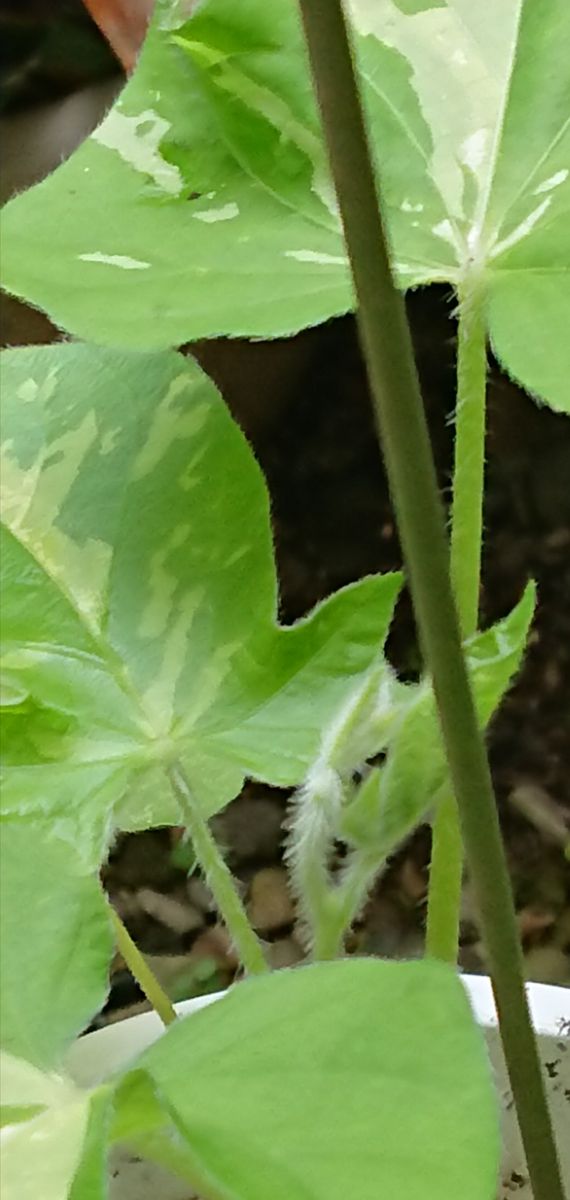 やっと蔓が絡みました🌱