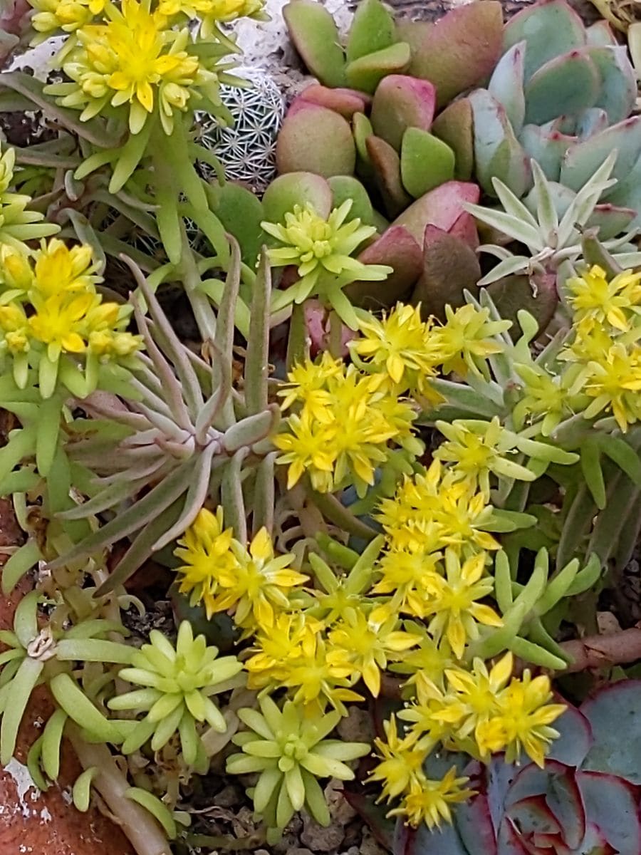 小さなセダムの花🌼とセンペルビウム